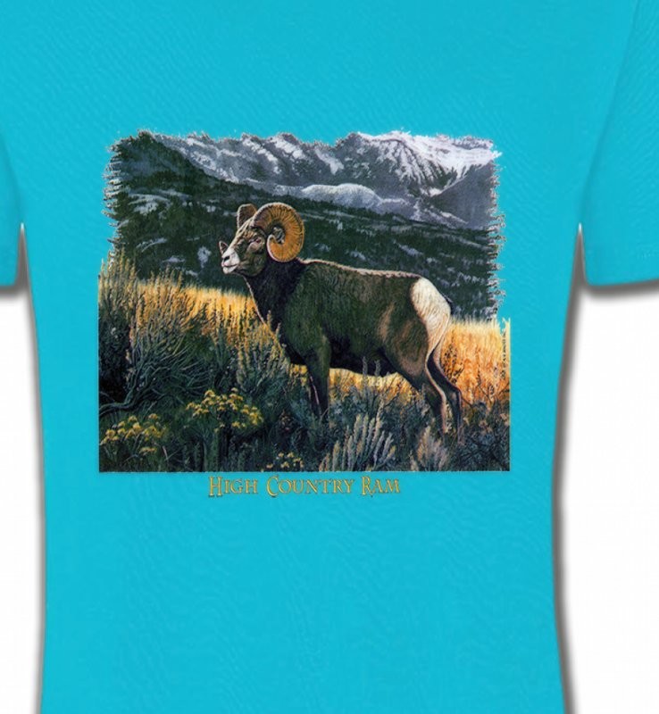 Bélier sauvage (mouflon)
