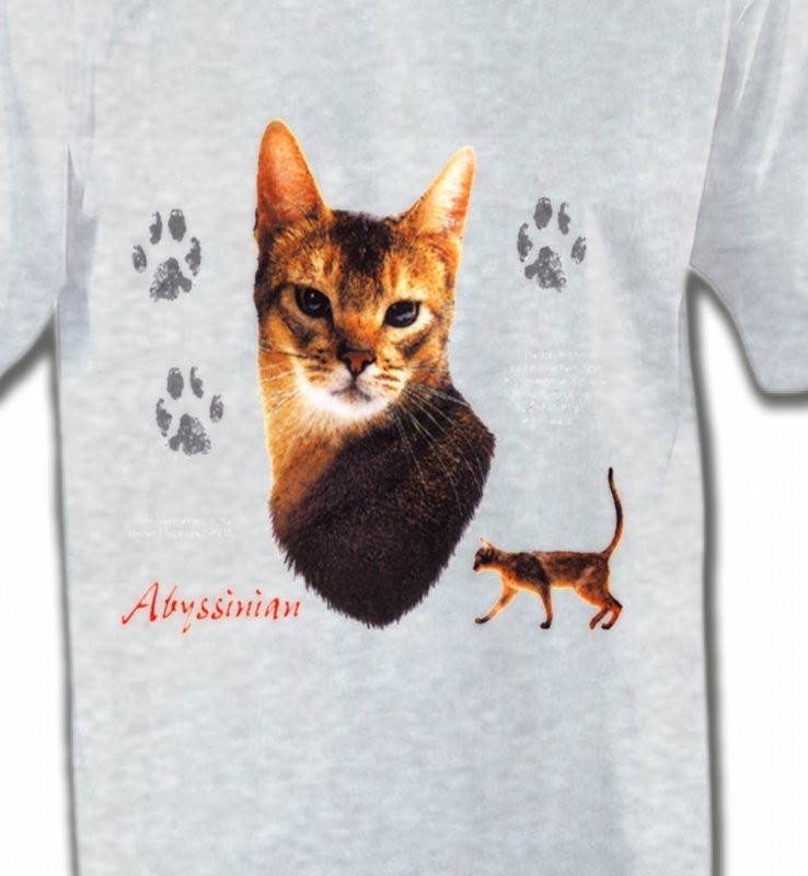 Chat Abyssin (P)
