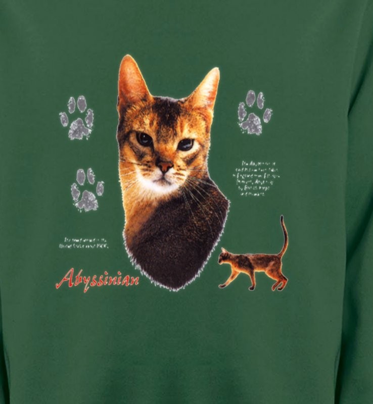 Chat Abyssin (P)