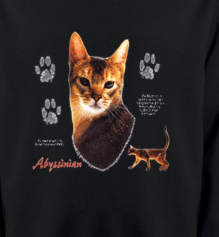 Chat Abyssin (P)