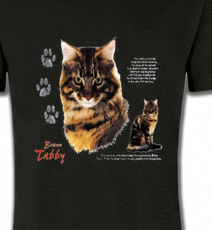 Chat tigré brun (Q)