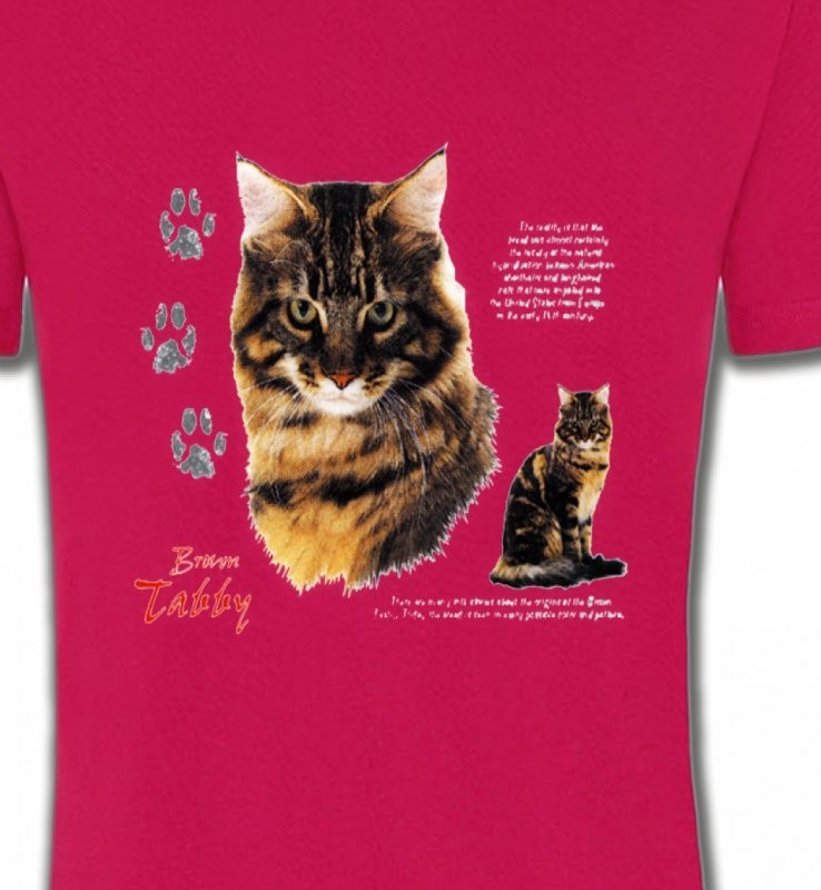 Chat tigré brun (Q)