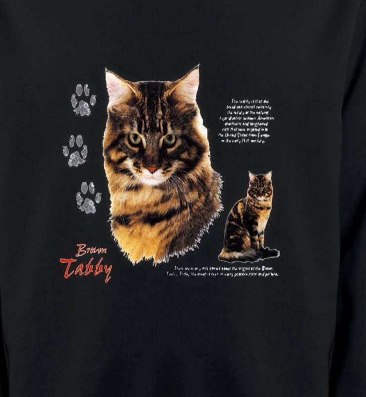 Chat tigré brun (Q)