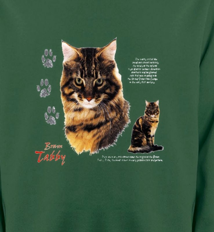 Chat tigré brun (Q)
