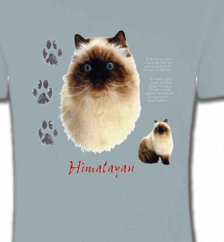 Chat Himalayen (U)