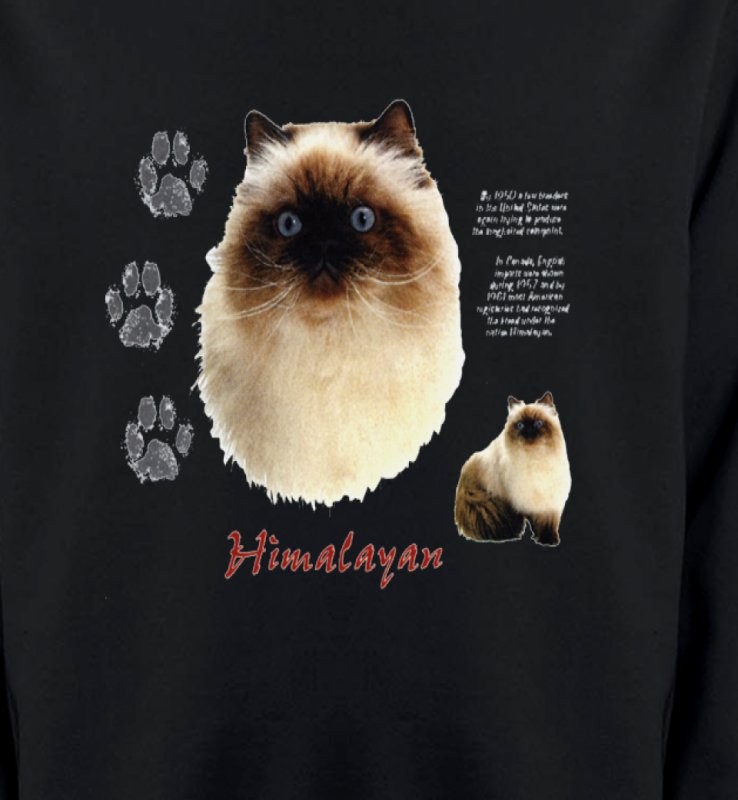 Chat Himalayen (U)