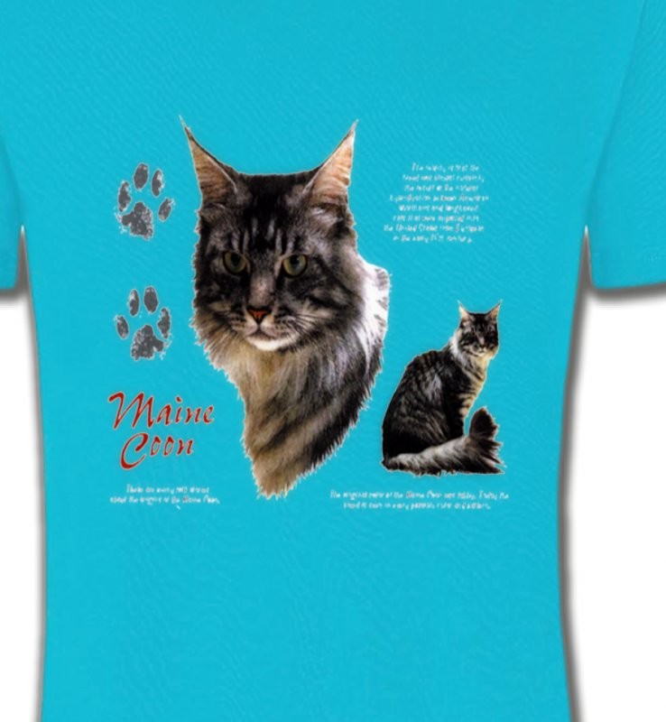 Chat Maine Coon gris (M)