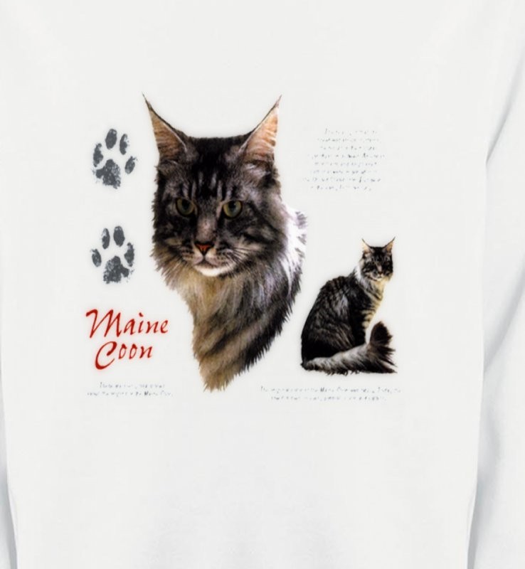 Chat Maine Coon gris (M)