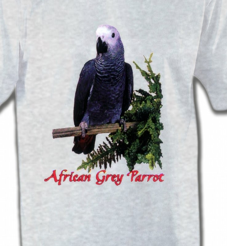 Perroquet Gris du Gabon (B)