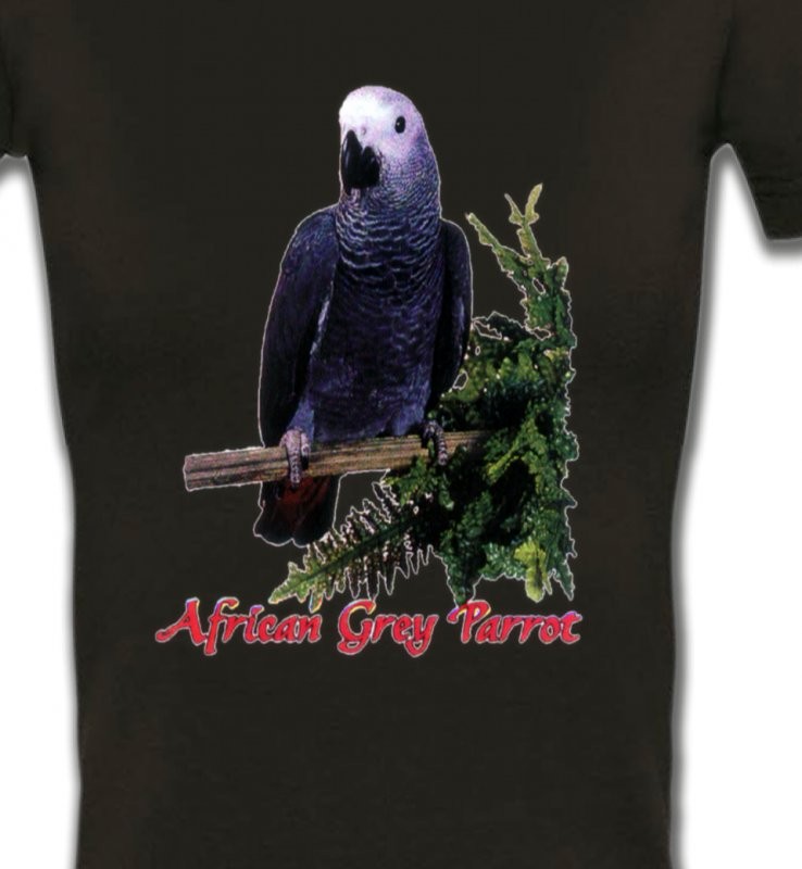 Perroquet Gris du Gabon (B)