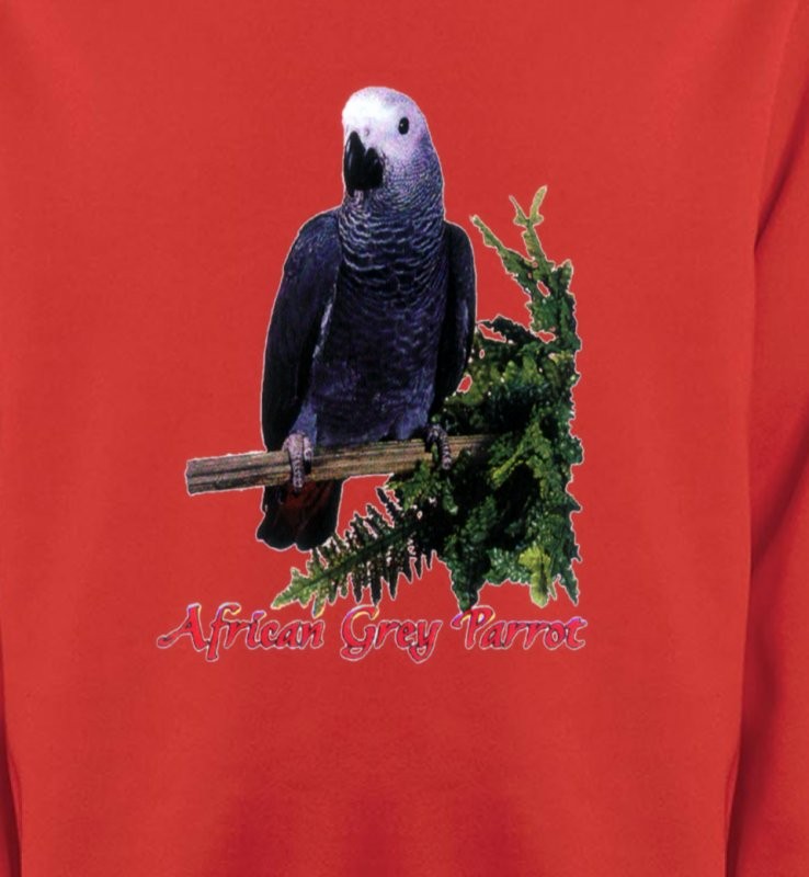 Perroquet Gris du Gabon (B)