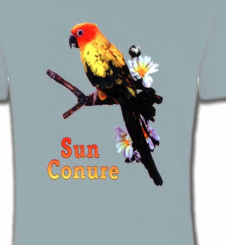 Perroquet Conure Soleil