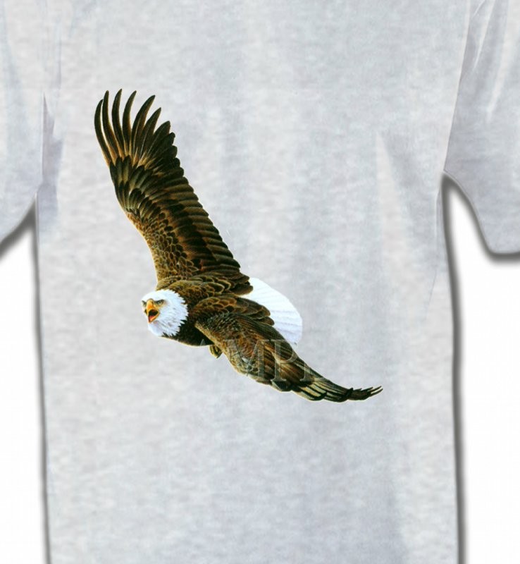 Aigle en vol aigle pygargue à tête blanche