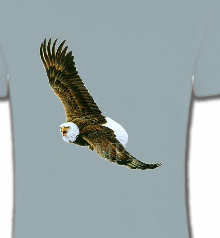 Aigle en vol aigle pygargue à tête blanche