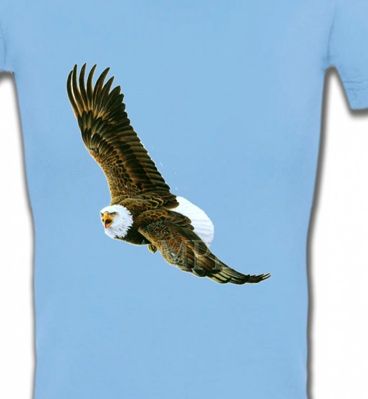Aigle en vol aigle pygargue à tête blanche