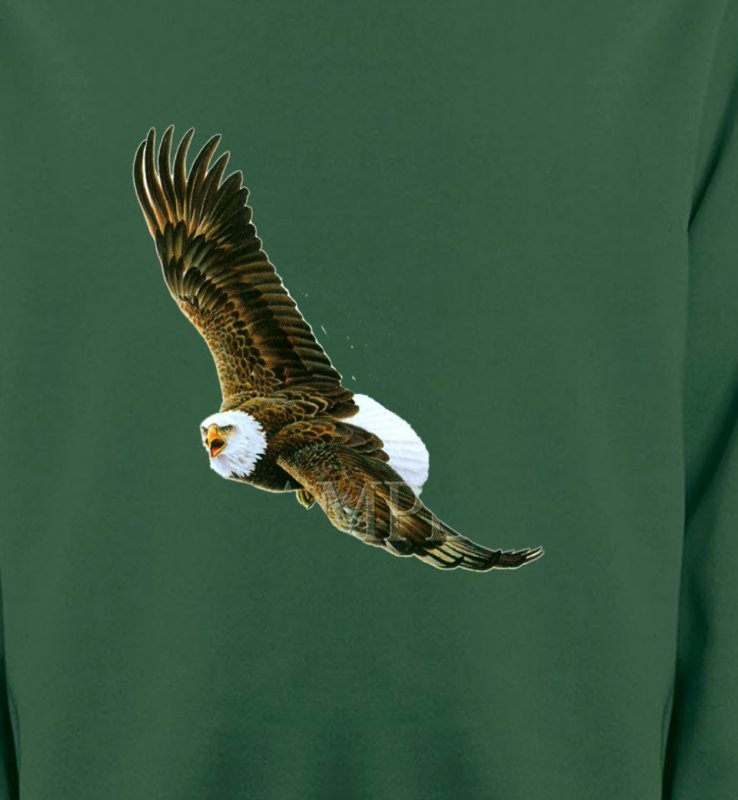 Aigle en vol aigle pygargue à tête blanche