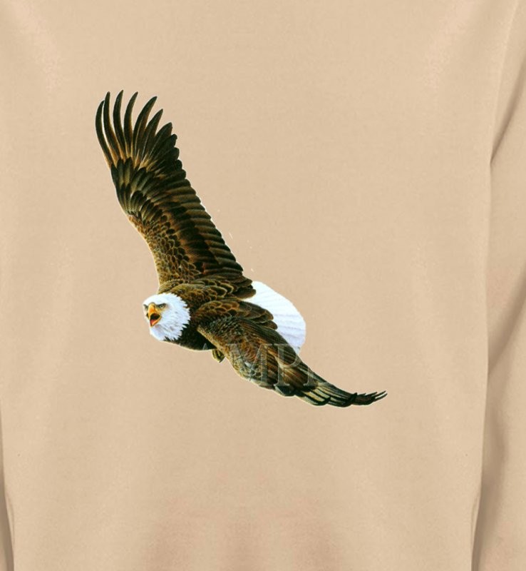 Aigle en vol aigle pygargue à tête blanche
