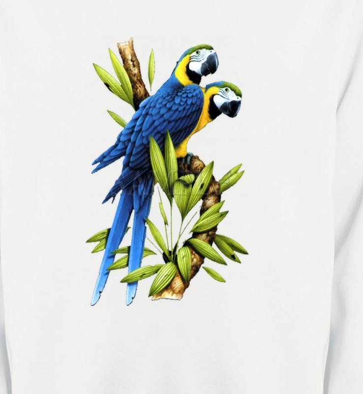 Couple de perroquet Ara ararauna bleu (R)