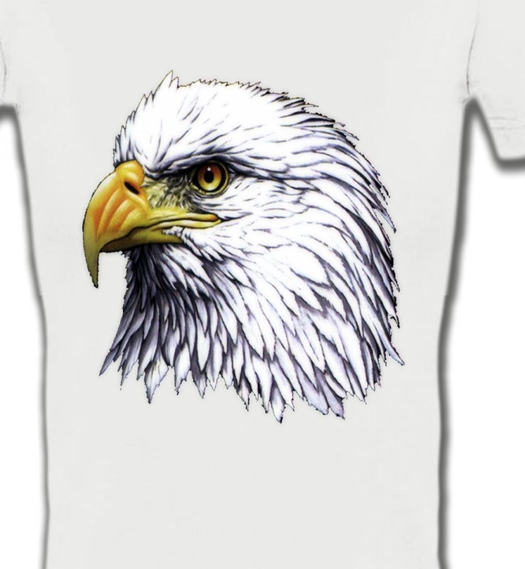 Tête d'aigle pygargue à tête blanche