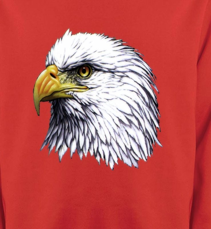 Tête d'aigle pygargue à tête blanche