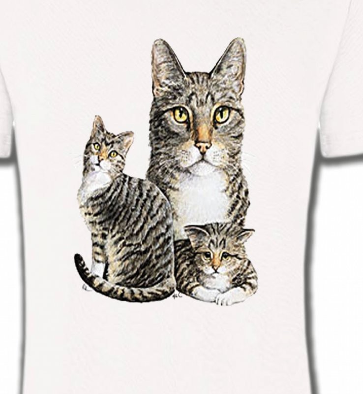 Chats tigré gris (M2)