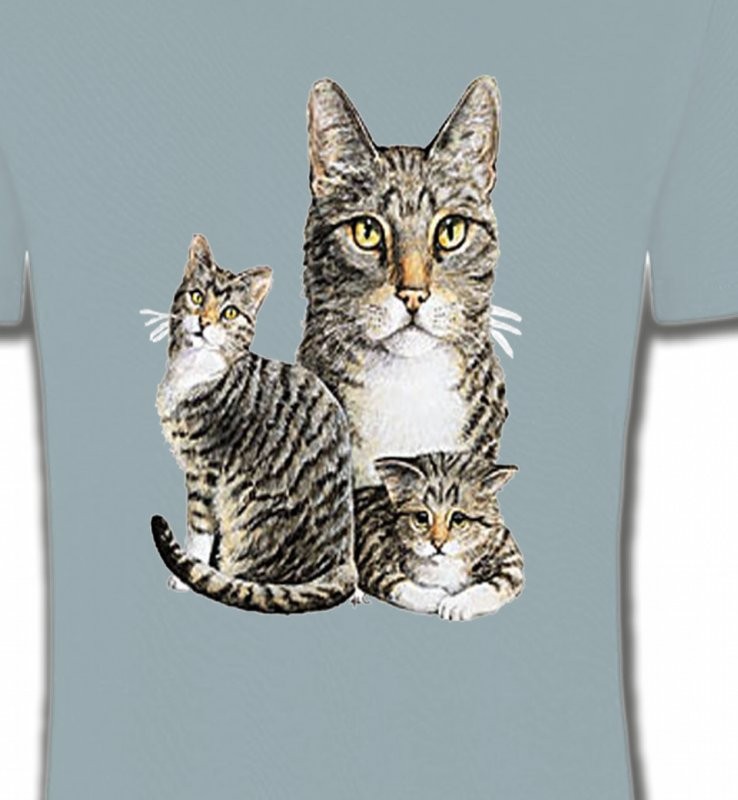 Chats tigré gris (M2)