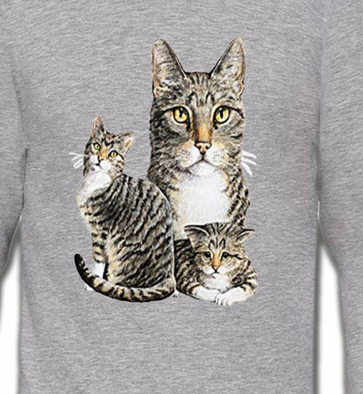 Chats tigré gris (M2)