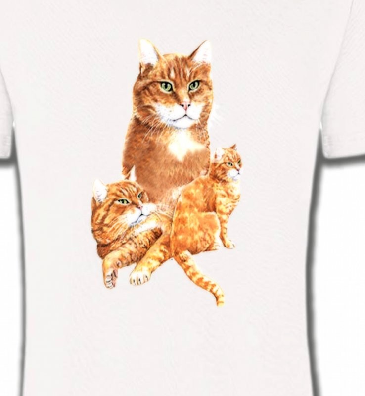 Chat tigré roux (L2)
