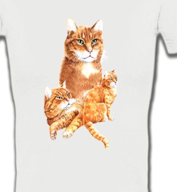 Chat tigré roux (L2)