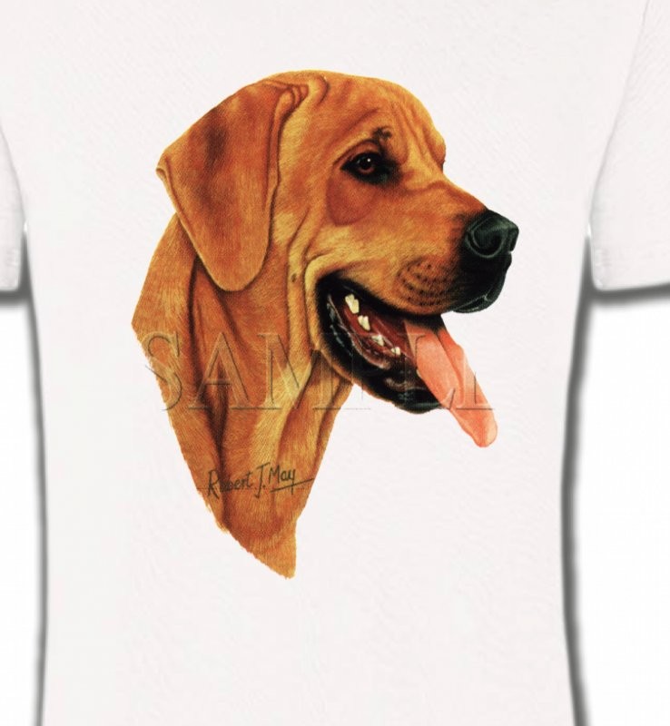 Labrador sable (J)