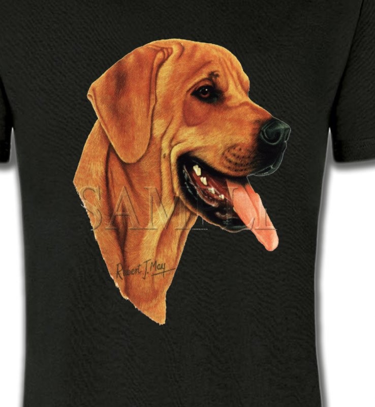 Labrador sable (J)