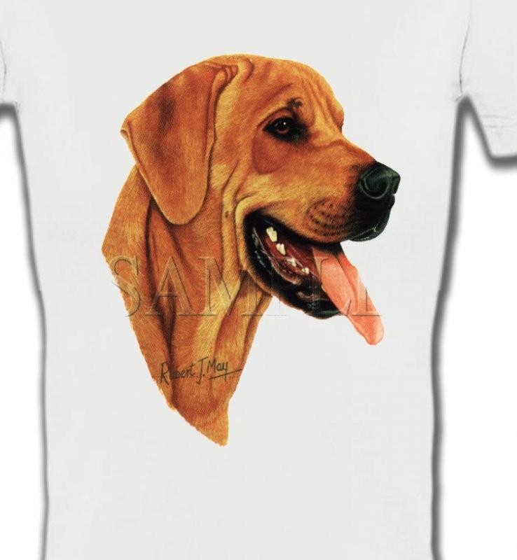 Labrador sable (J)