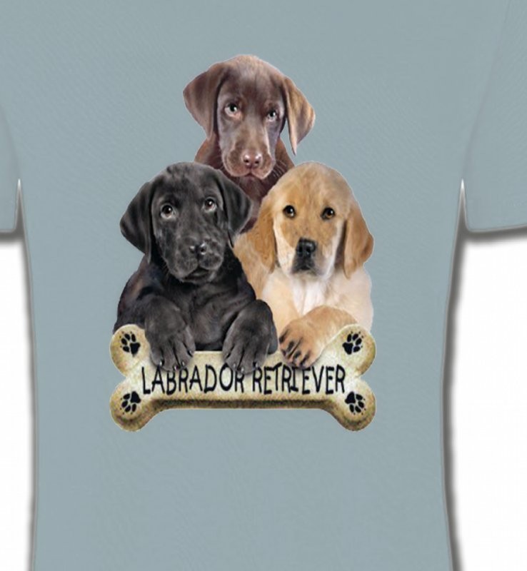 Bébé labrador noir chocolat et sable (P)