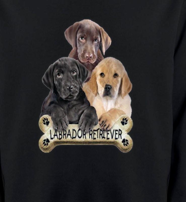 Bébé labrador noir chocolat et sable (P)