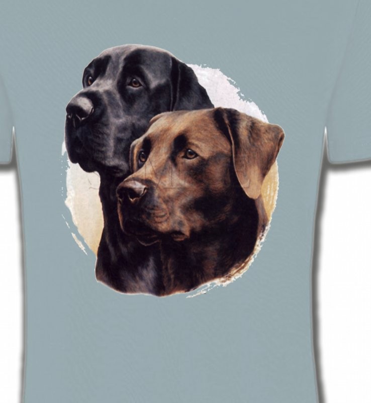 Labrador noir et chocolat (A)