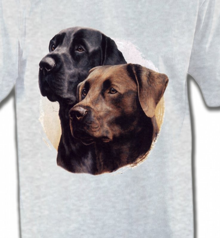 Labrador noir et chocolat (A)