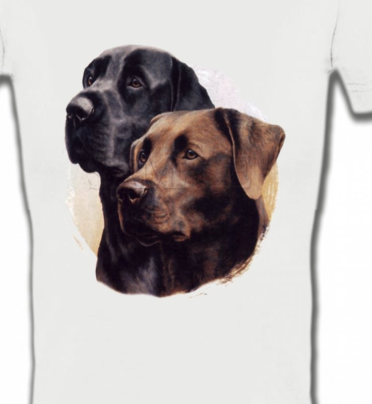 Labrador noir et chocolat (A)