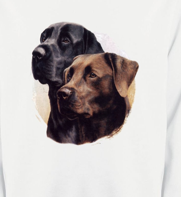 Labrador noir et chocolat (A)