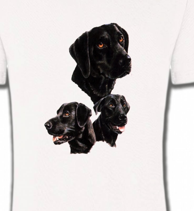 Labrador noir (B)