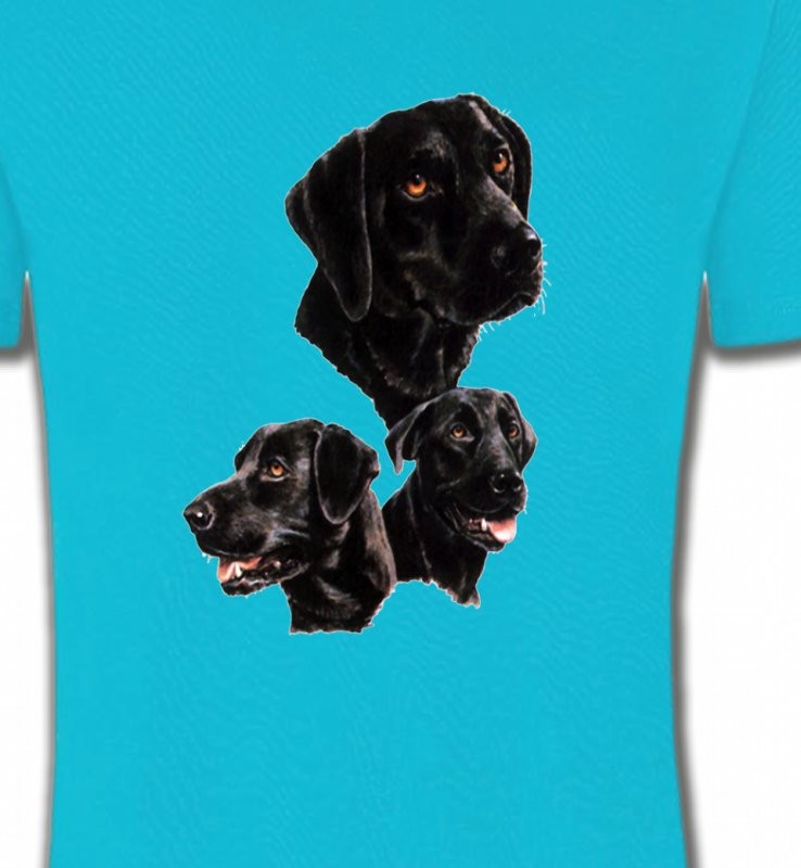 Labrador noir (B)