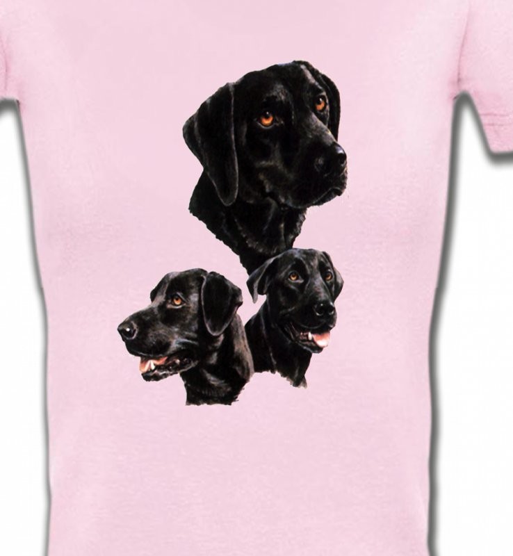 Labrador noir (B)