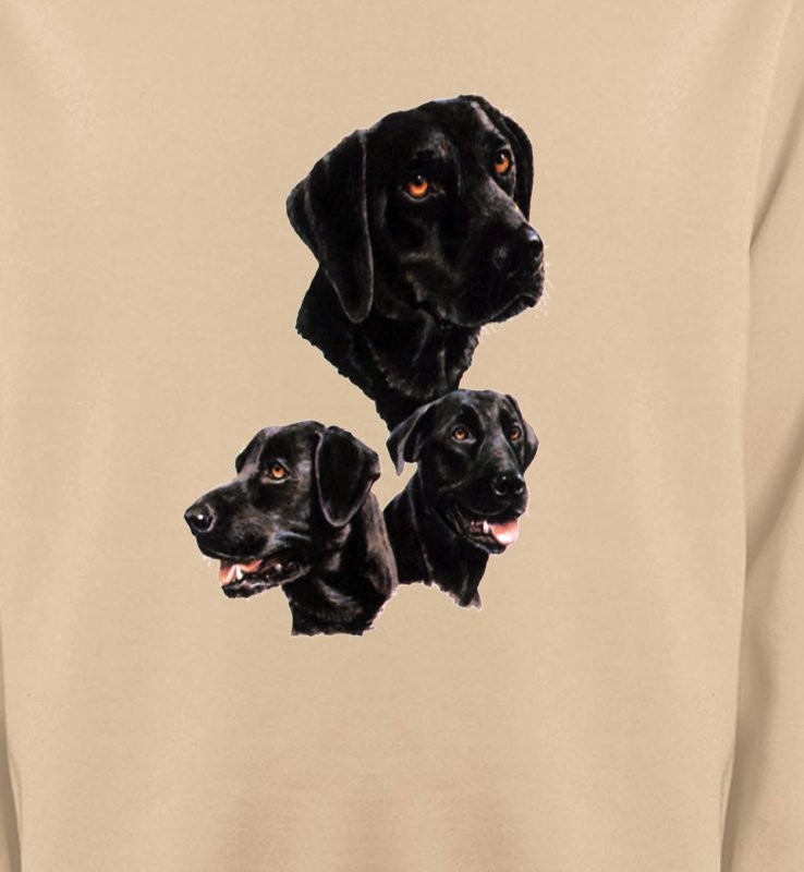 Labrador noir (B)