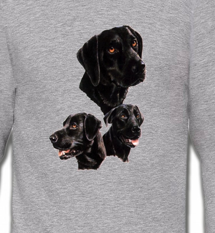 Labrador noir (B)