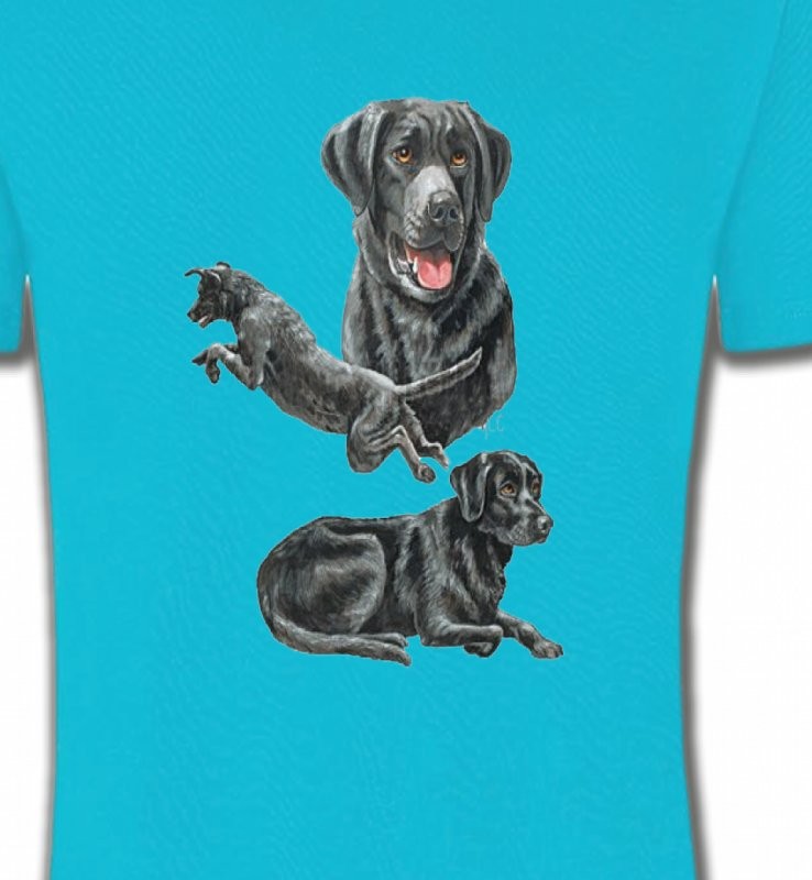 Labrador noir (C)