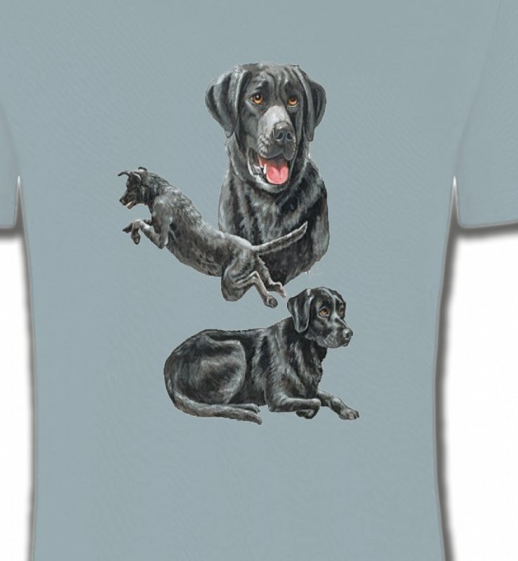 Labrador noir (C)