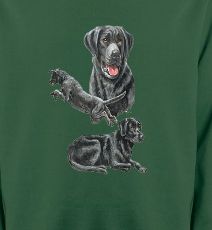Labrador noir (C)