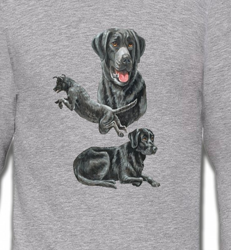 Labrador noir (C)