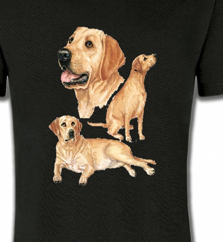 Labrador sable  (E)