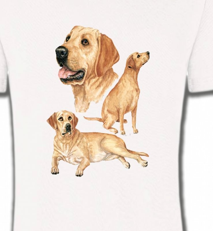 Labrador sable  (E)