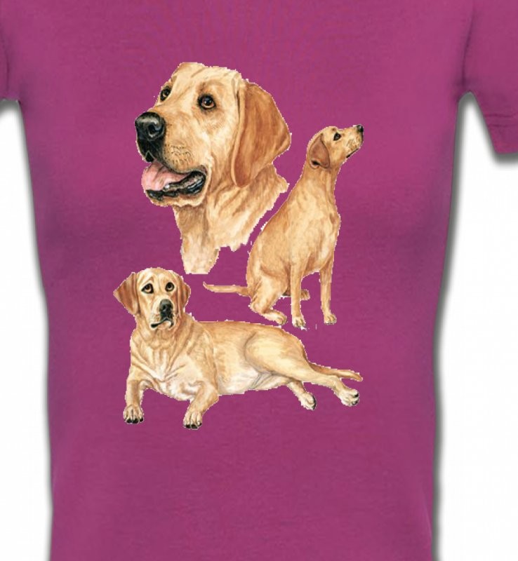 Labrador sable  (E)